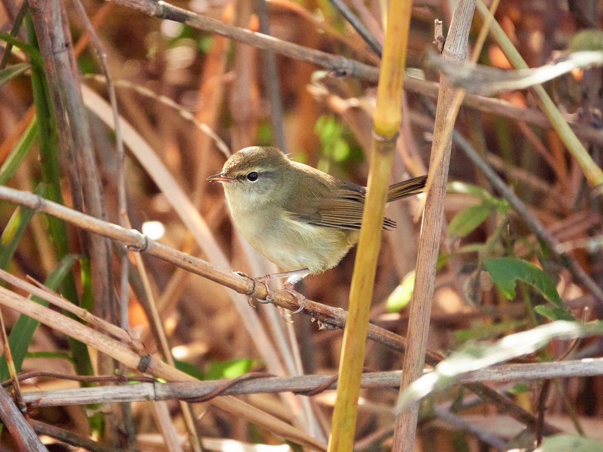 Широкохвістка китайська - ML646886166