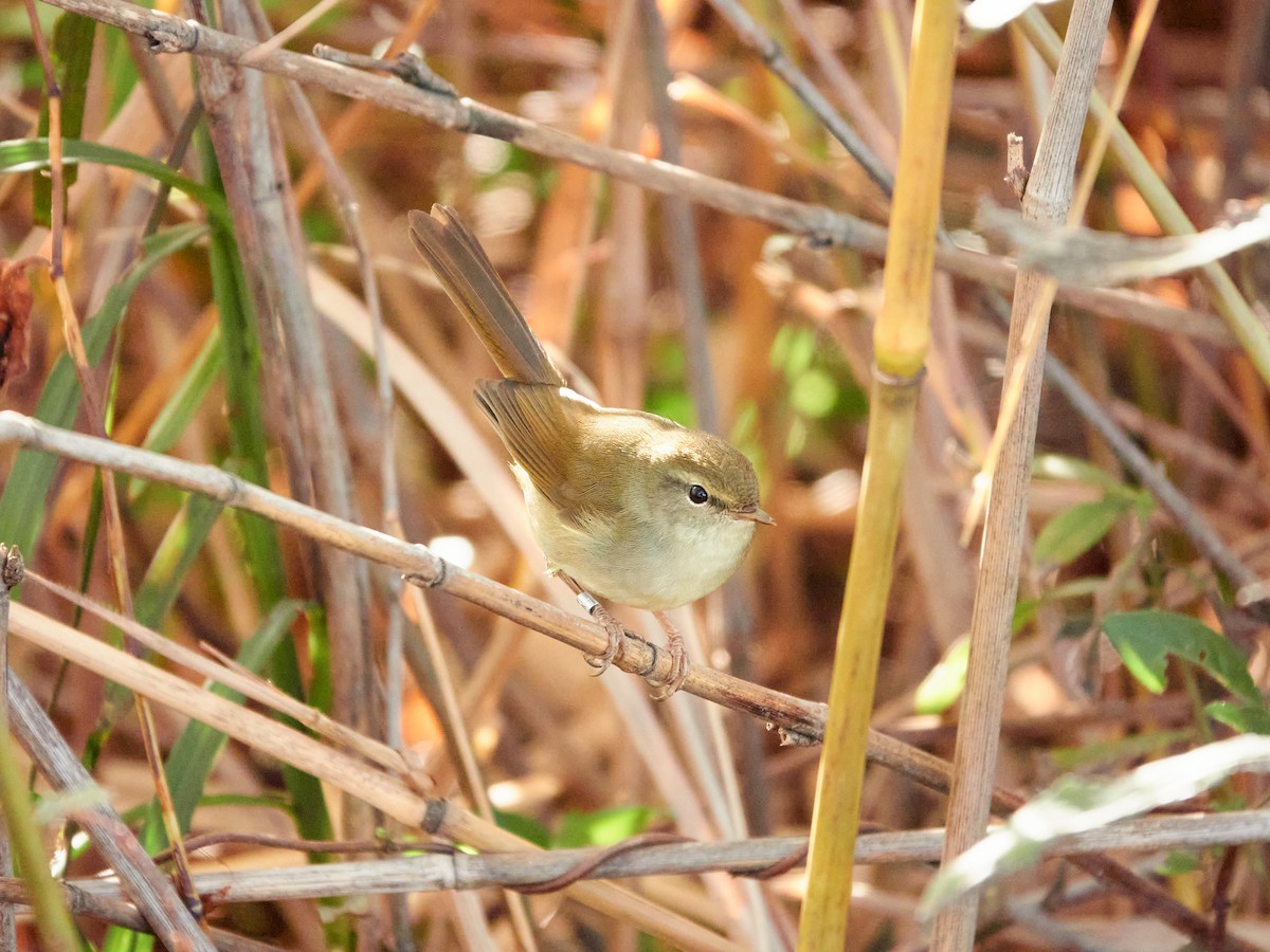 Широкохвістка китайська - ML646886168