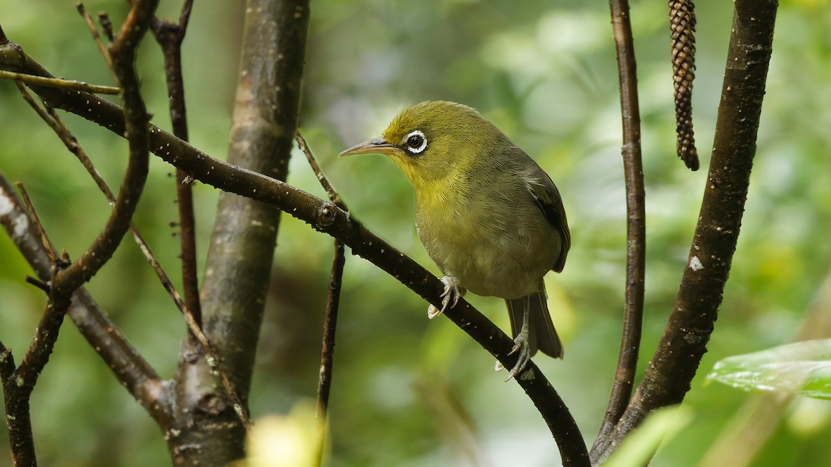 Окулярник тонкодзьобий - ML646886169