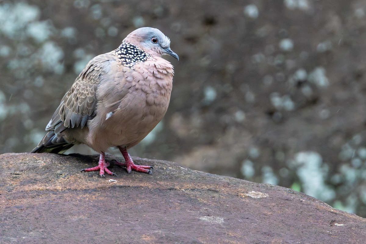 Горлиця китайська - ML646886171