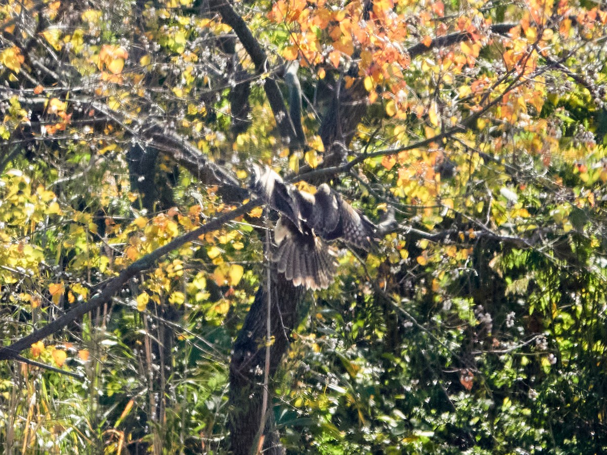 Канюк східний - ML646886172