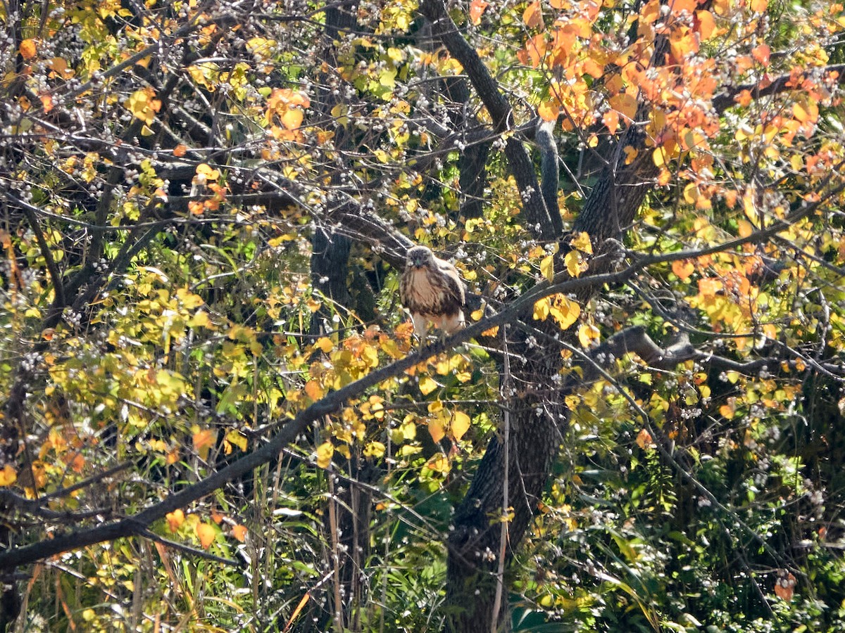 Канюк східний - ML646886173