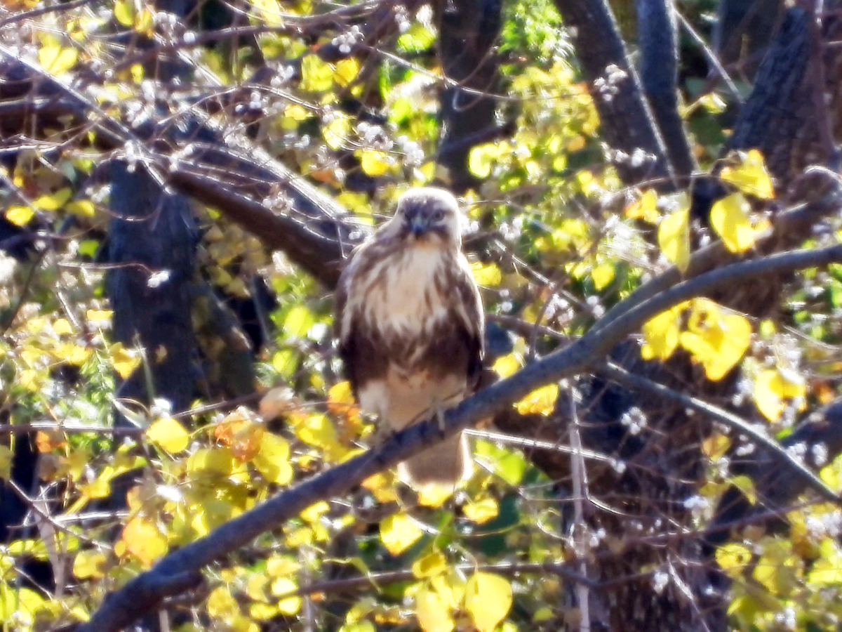 Канюк східний - ML646886174