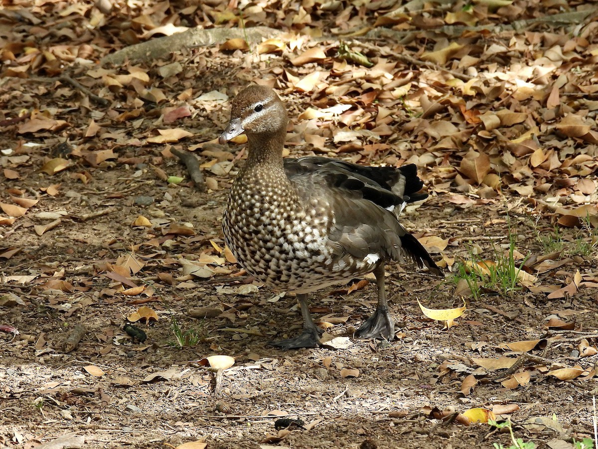 Качка гриваста - ML646886175