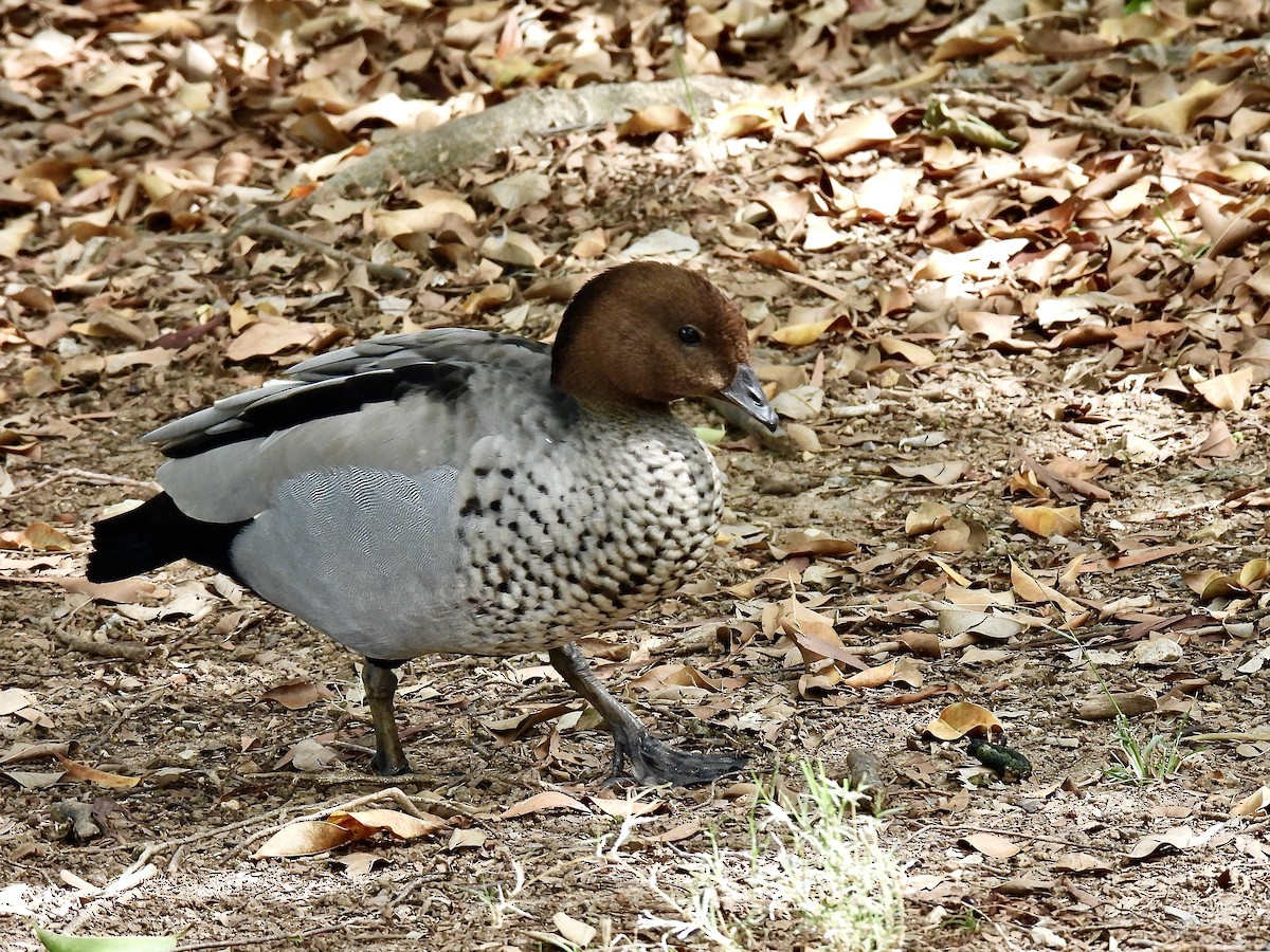 Maned Duck - ML646886176
