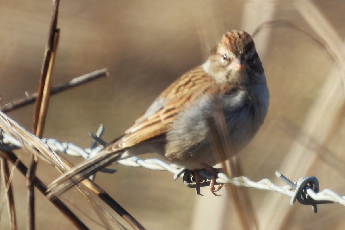 Карнатка білоброва - ML646886177