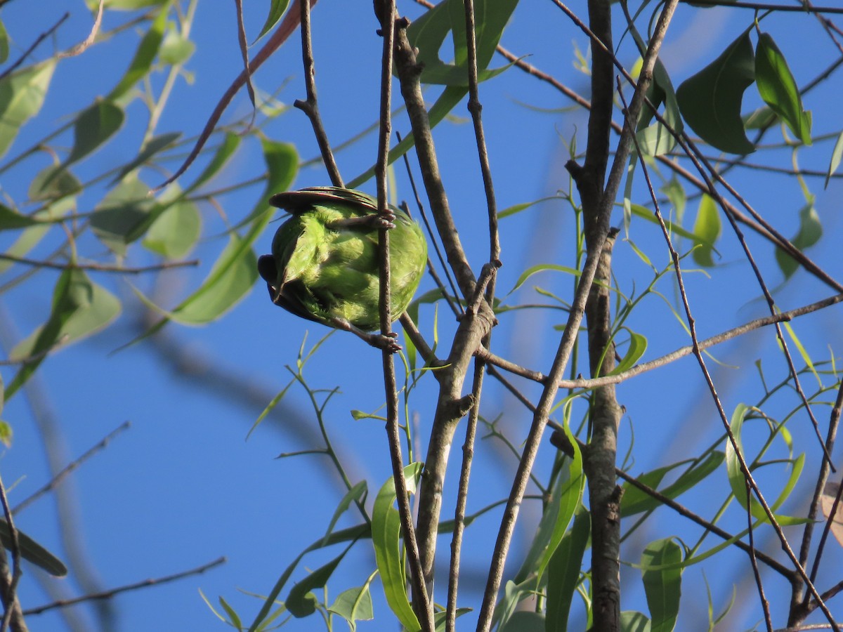 Зеленчик індійський - ML646886178