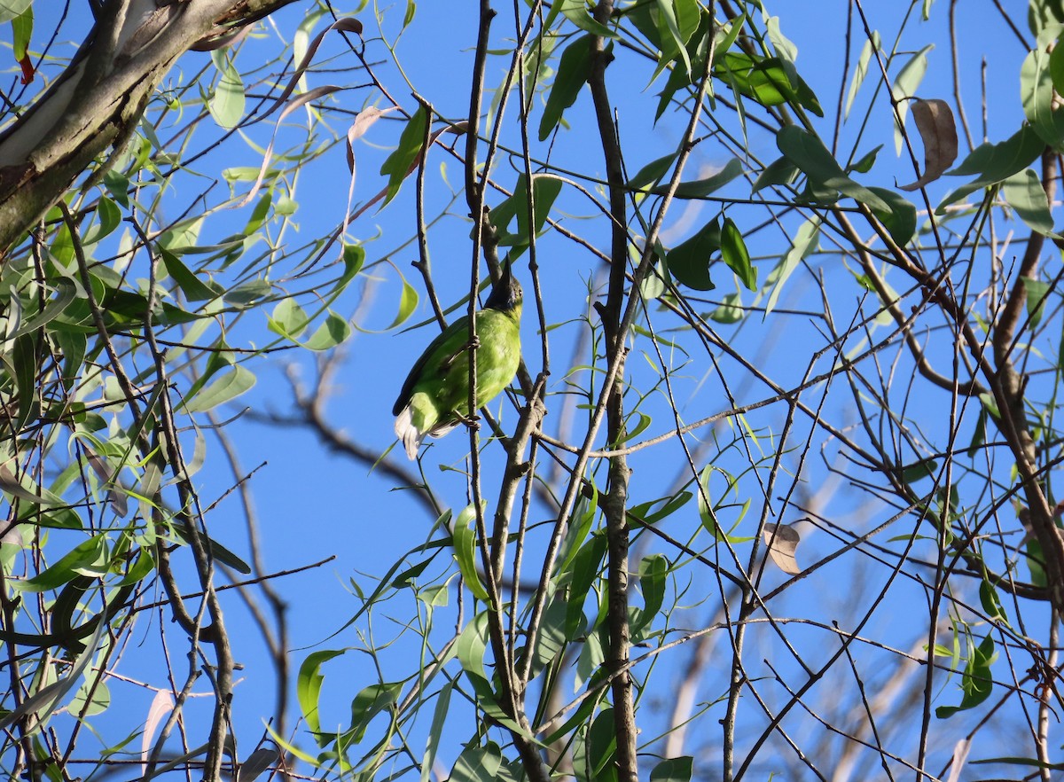 Зеленчик індійський - ML646886179