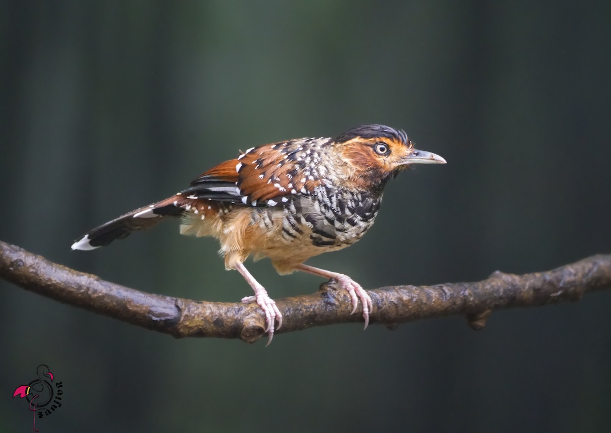 Чагарниця лісова - ML646886184