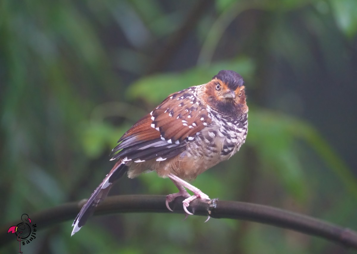 Чагарниця лісова - ML646886185