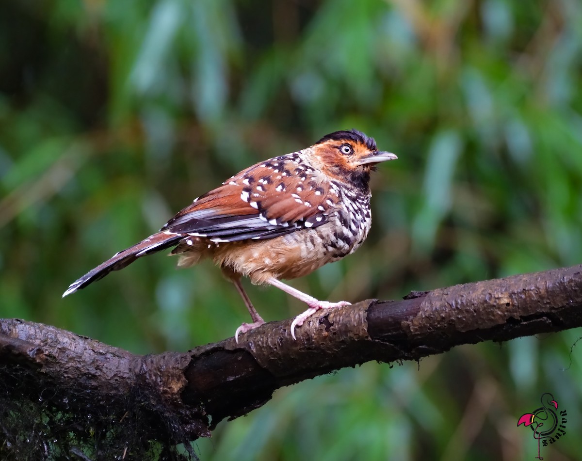 Чагарниця лісова - ML646886186