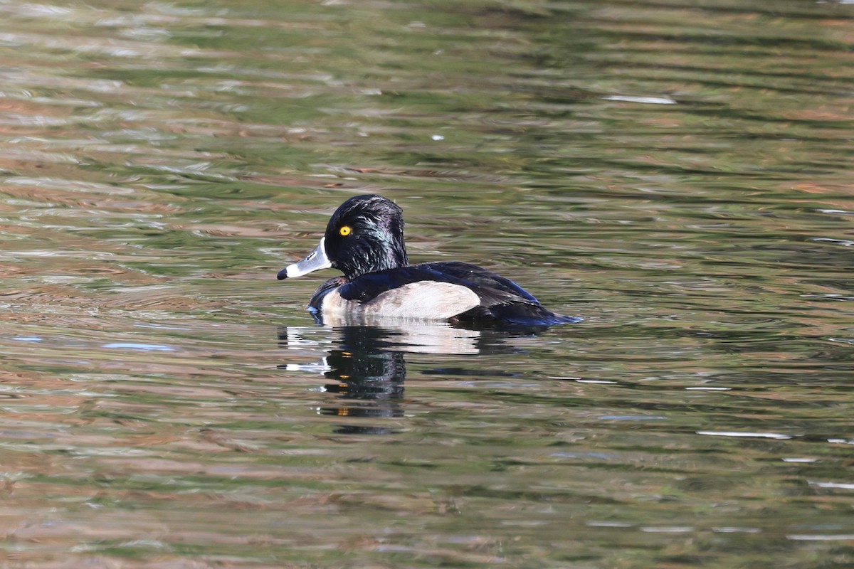 Чернь канадська - ML646886187