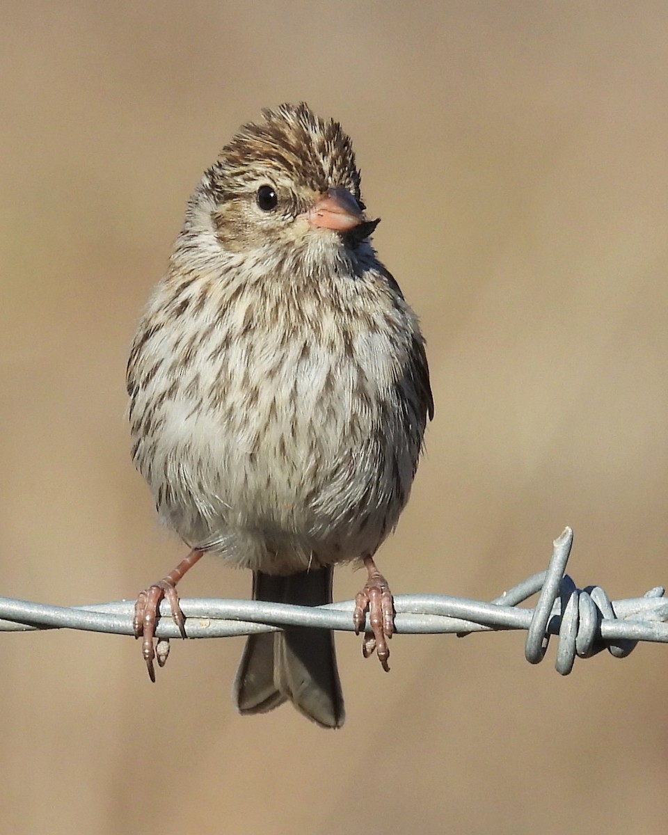 Карнатка білоброва - ML646886188