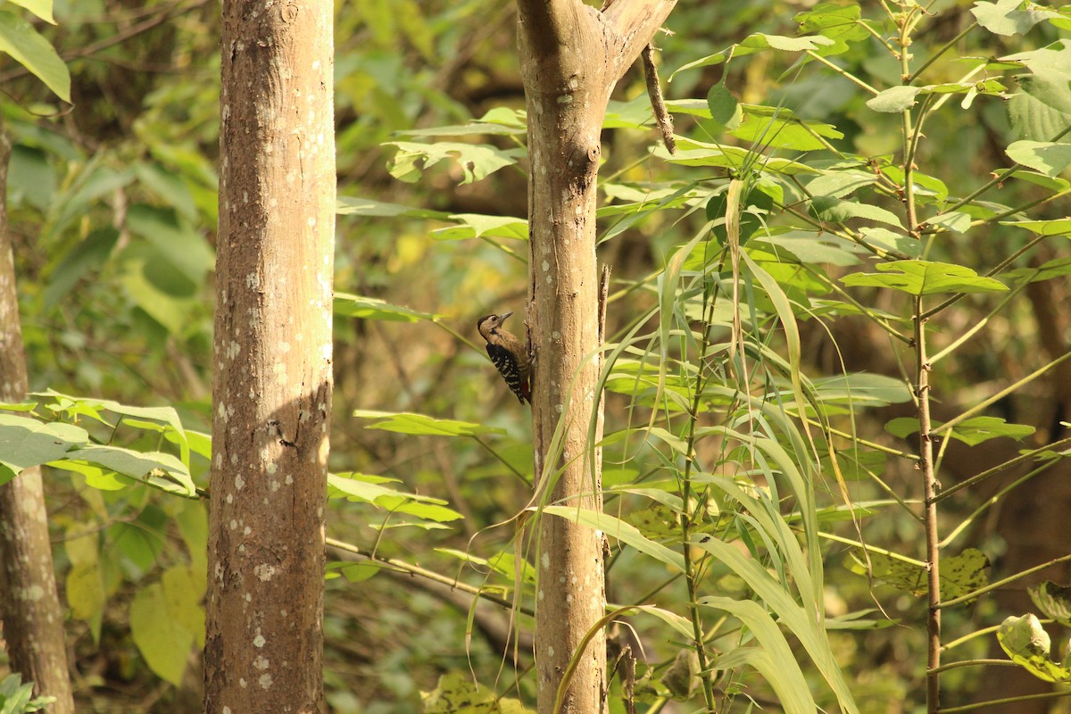 Дятел жовтогрудий - ML646886189