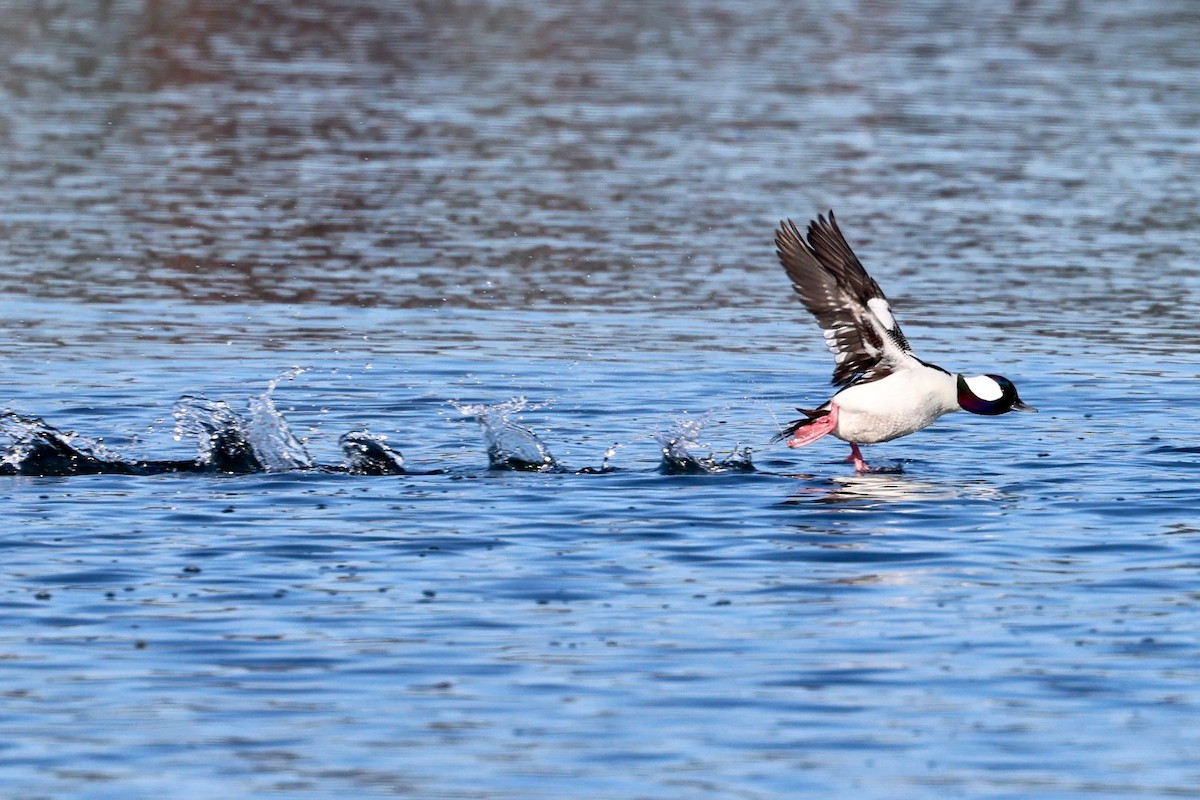 Гоголь малий - ML646886190