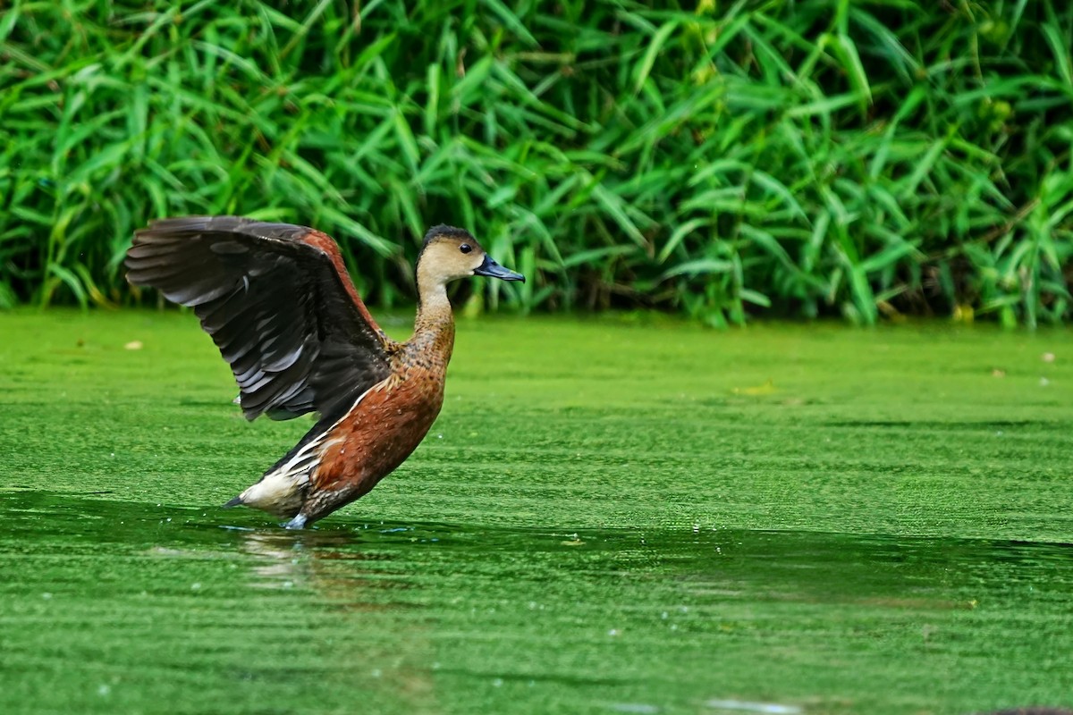 Wandering Whistling-Duck - ML646886191