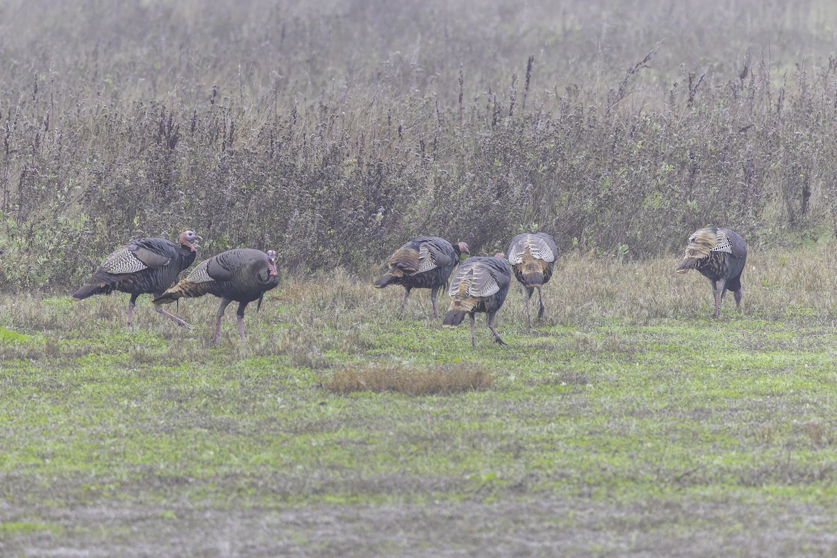 Guajolote Gallipavo - ML646886192