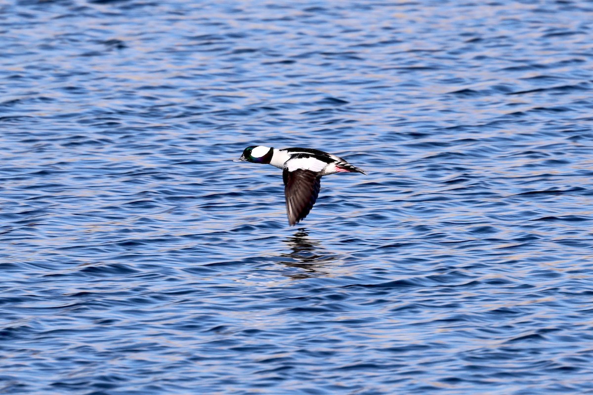 Гоголь малий - ML646886194