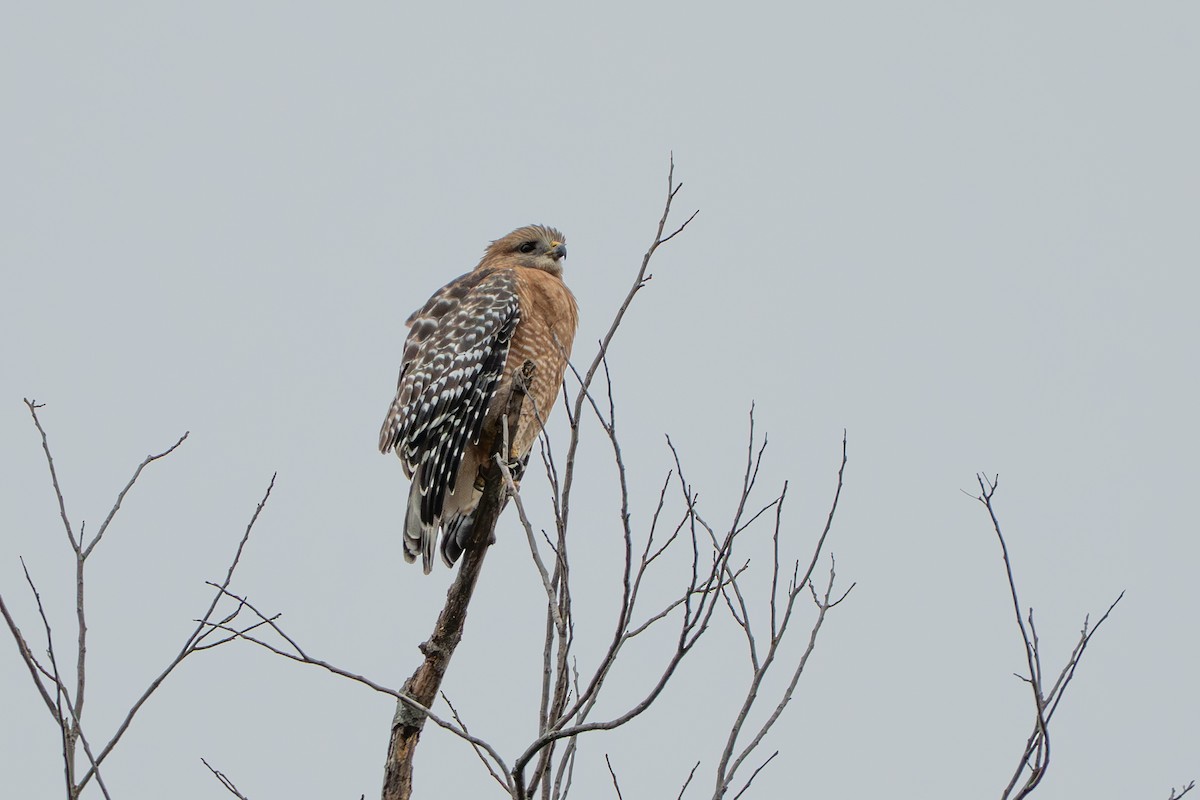 Канюк рудоплечий - ML646886196