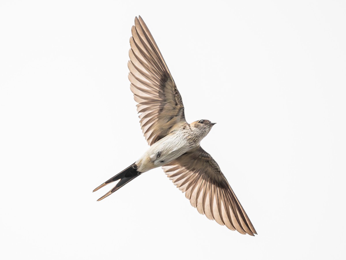 Hirondelle striolée - ML646886197