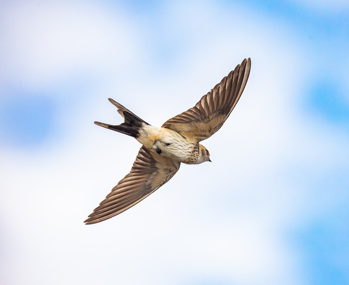 Hirondelle striolée - ML646886199