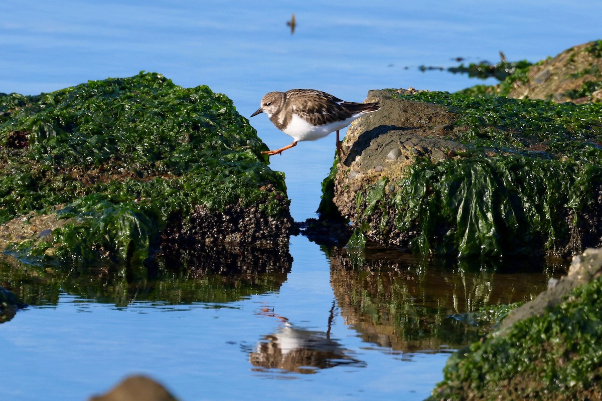 Ruddy Turnstone - ML646886200