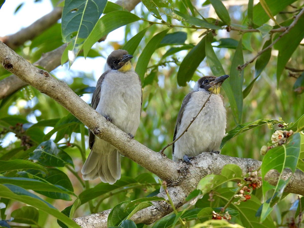 Little Friarbird - ML646886202