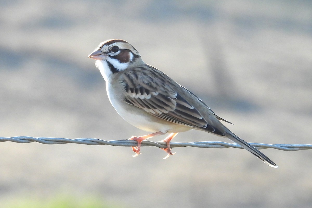 Lark Sparrow - ML646886203