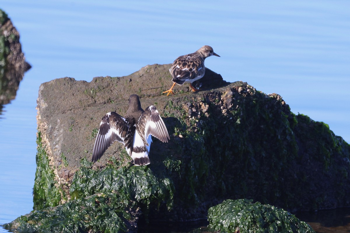 Black Turnstone - ML646886206