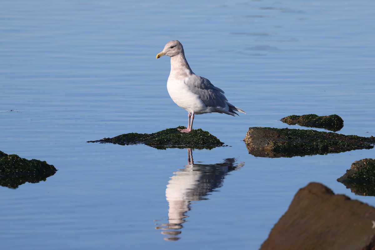 Glaucous-winged Gull - ML646886207