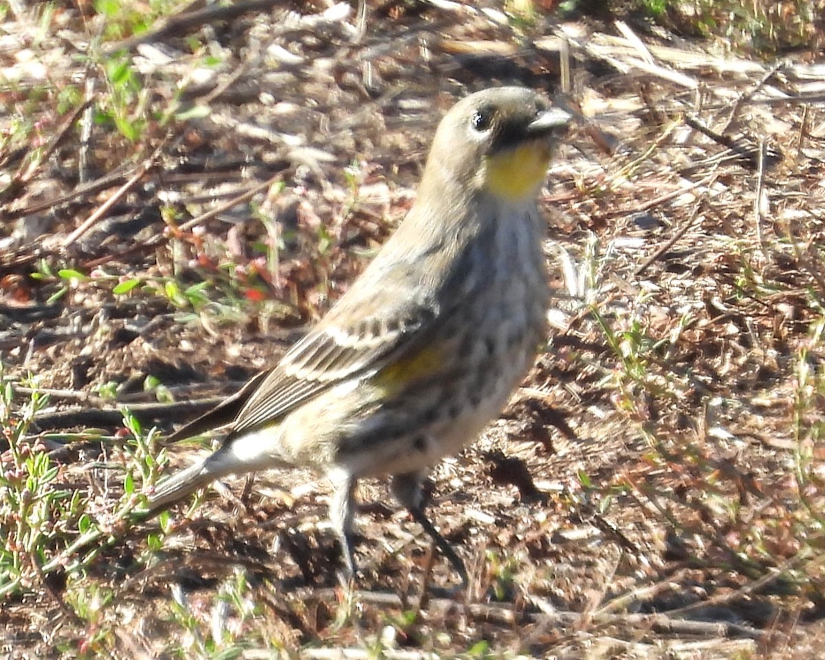 Yellow-rumped Warbler - ML646886209