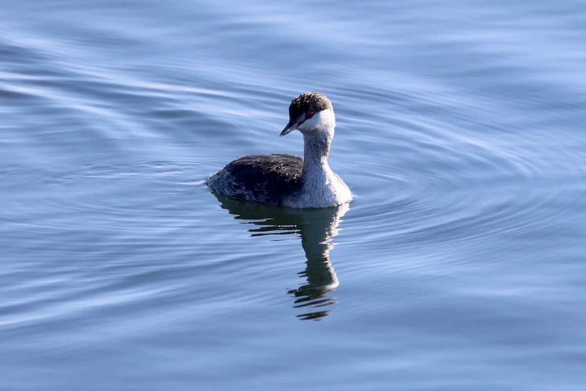 Horned Grebe - ML646886210