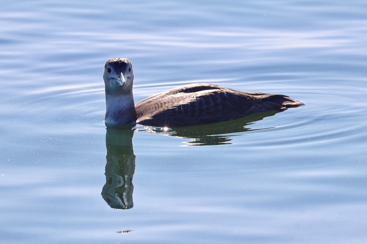 Белоклювая гагара - ML646886213