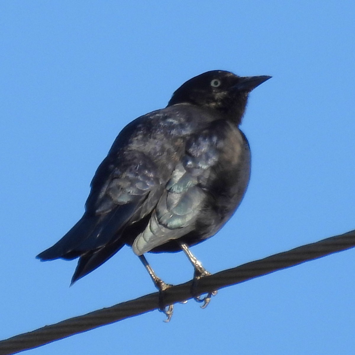 Brewer's Blackbird - ML646886214