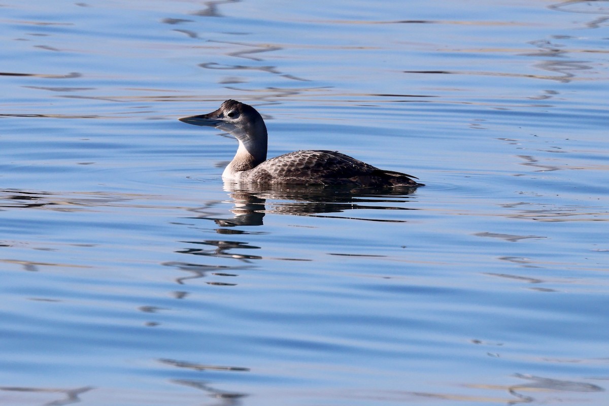 Белоклювая гагара - ML646886215
