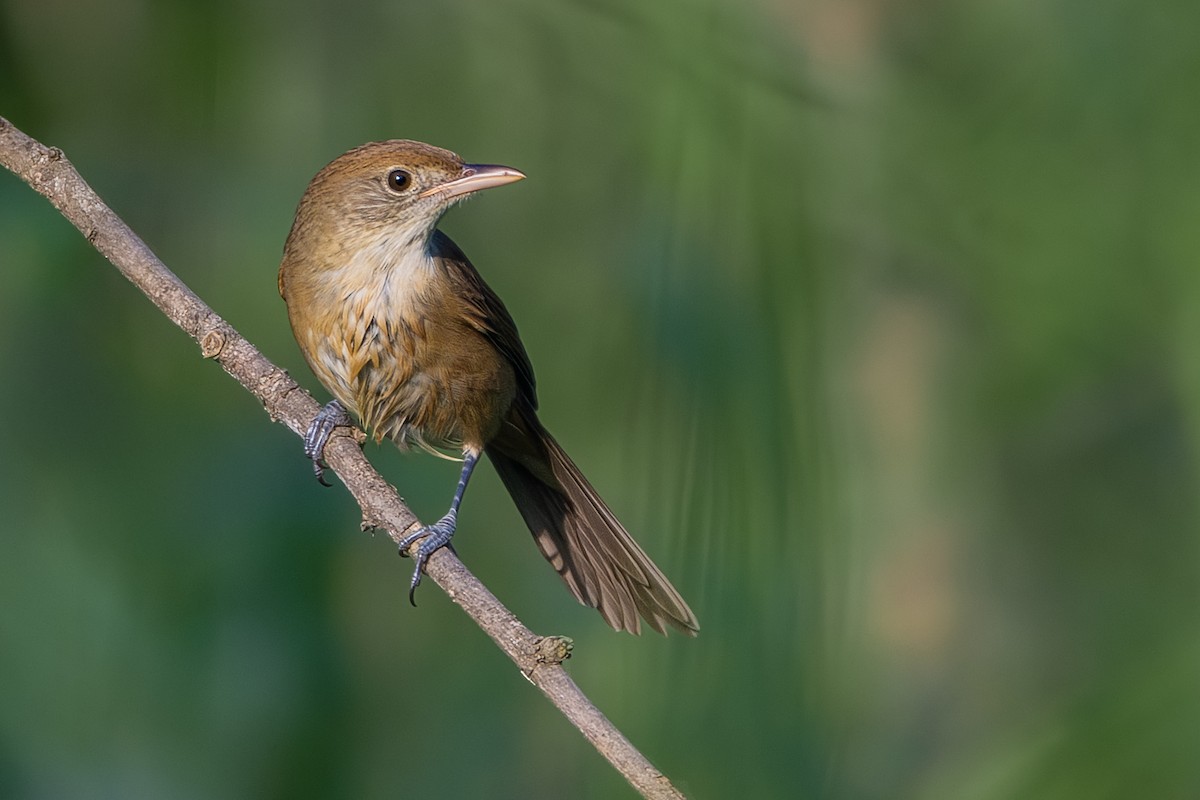 Толстоклювая камышевка - ML646886216