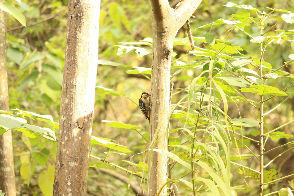Fulvous-breasted Woodpecker - ML646886219