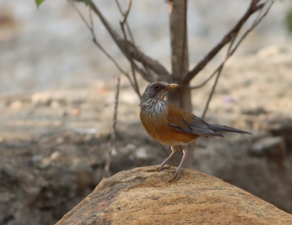 Rufous-backed Robin - ML646886223