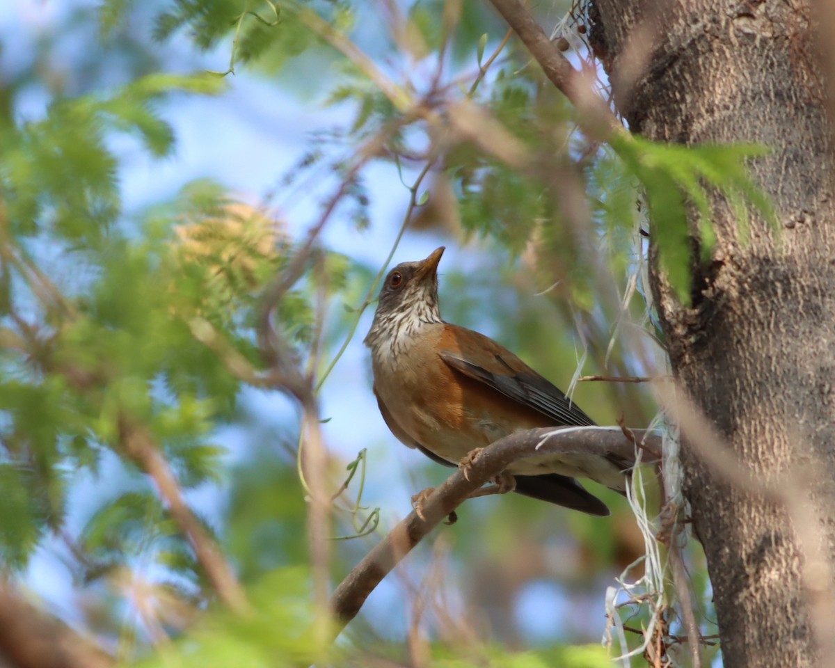 Rufous-backed Robin - ML646886224