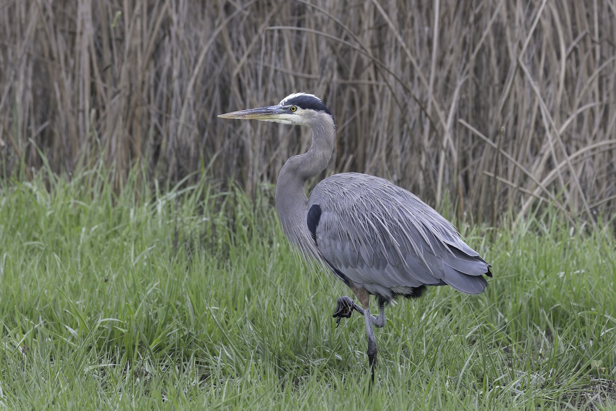 Great Blue Heron - ML646886234