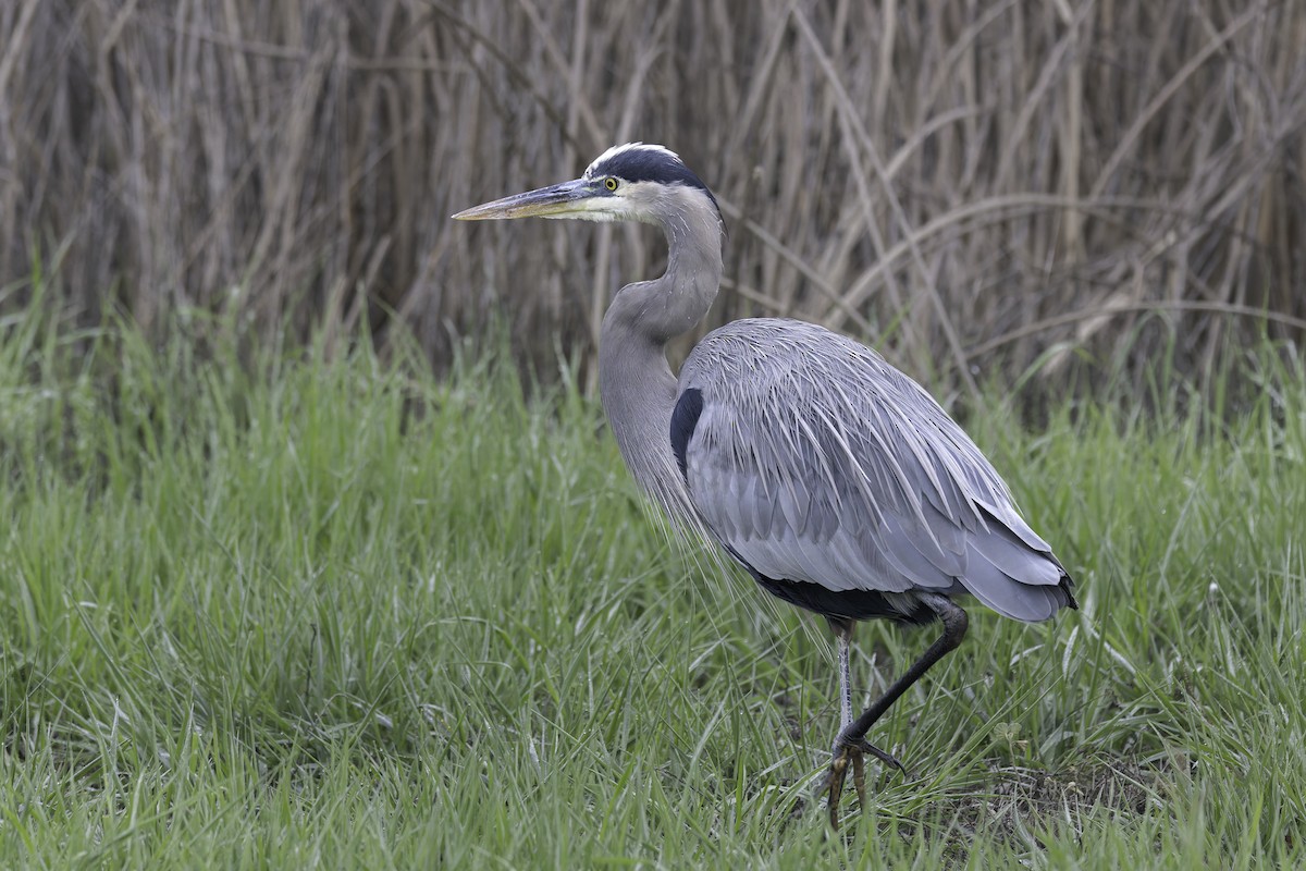 Great Blue Heron - ML646886235