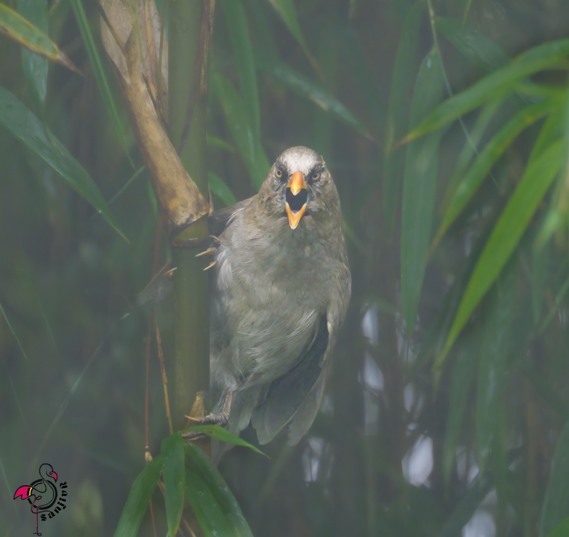 Great Parrotbill - ML646886236