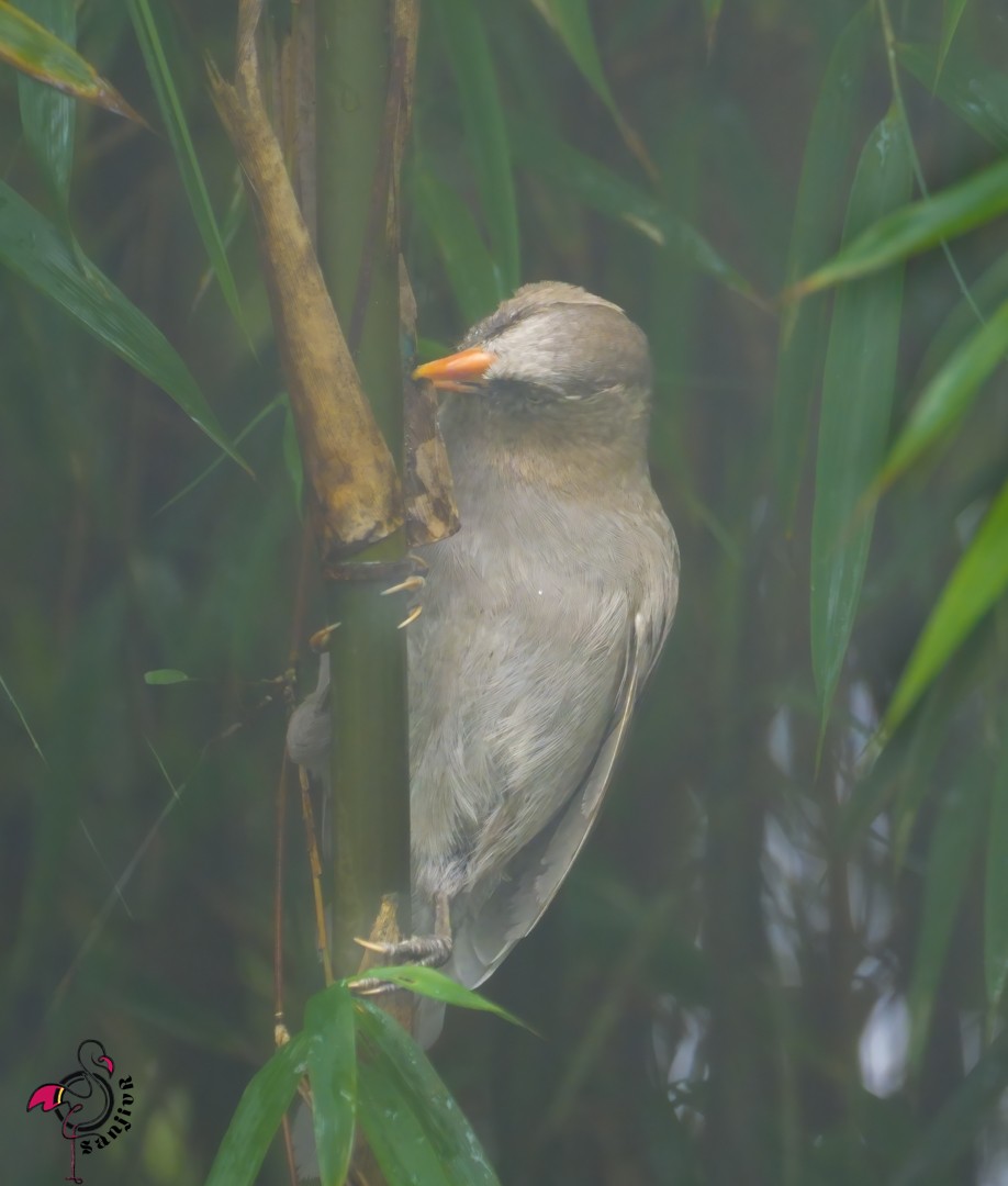 Great Parrotbill - ML646886237