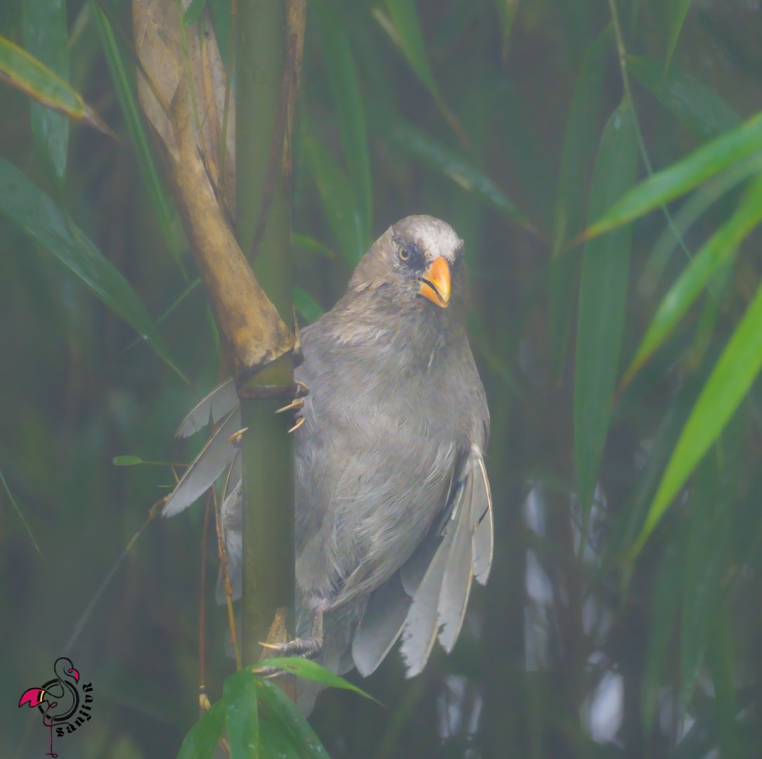 Great Parrotbill - ML646886238