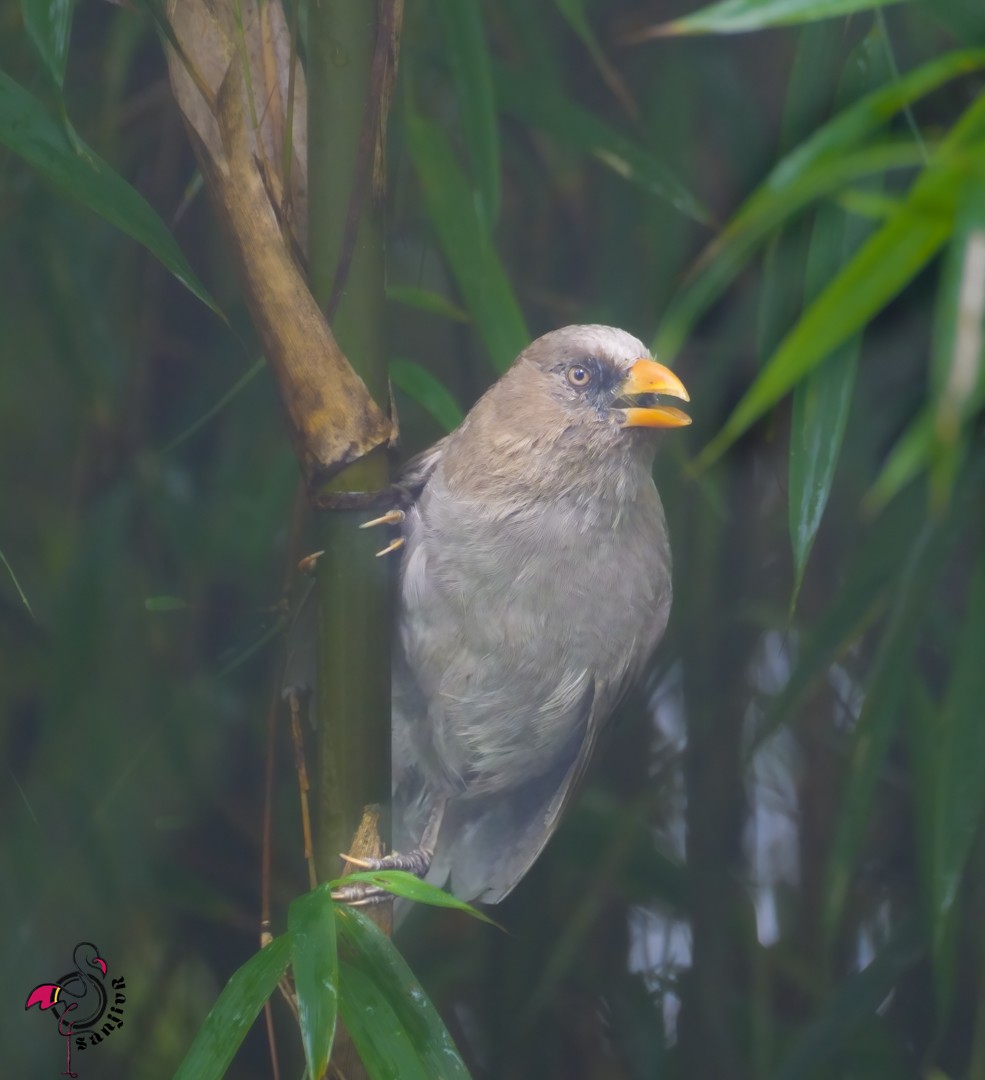 Great Parrotbill - ML646886239