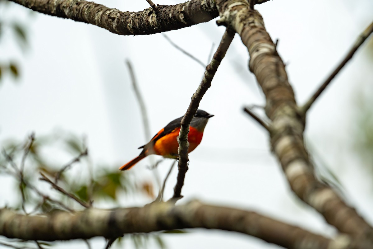 Gray-chinned Minivet - ML646886240