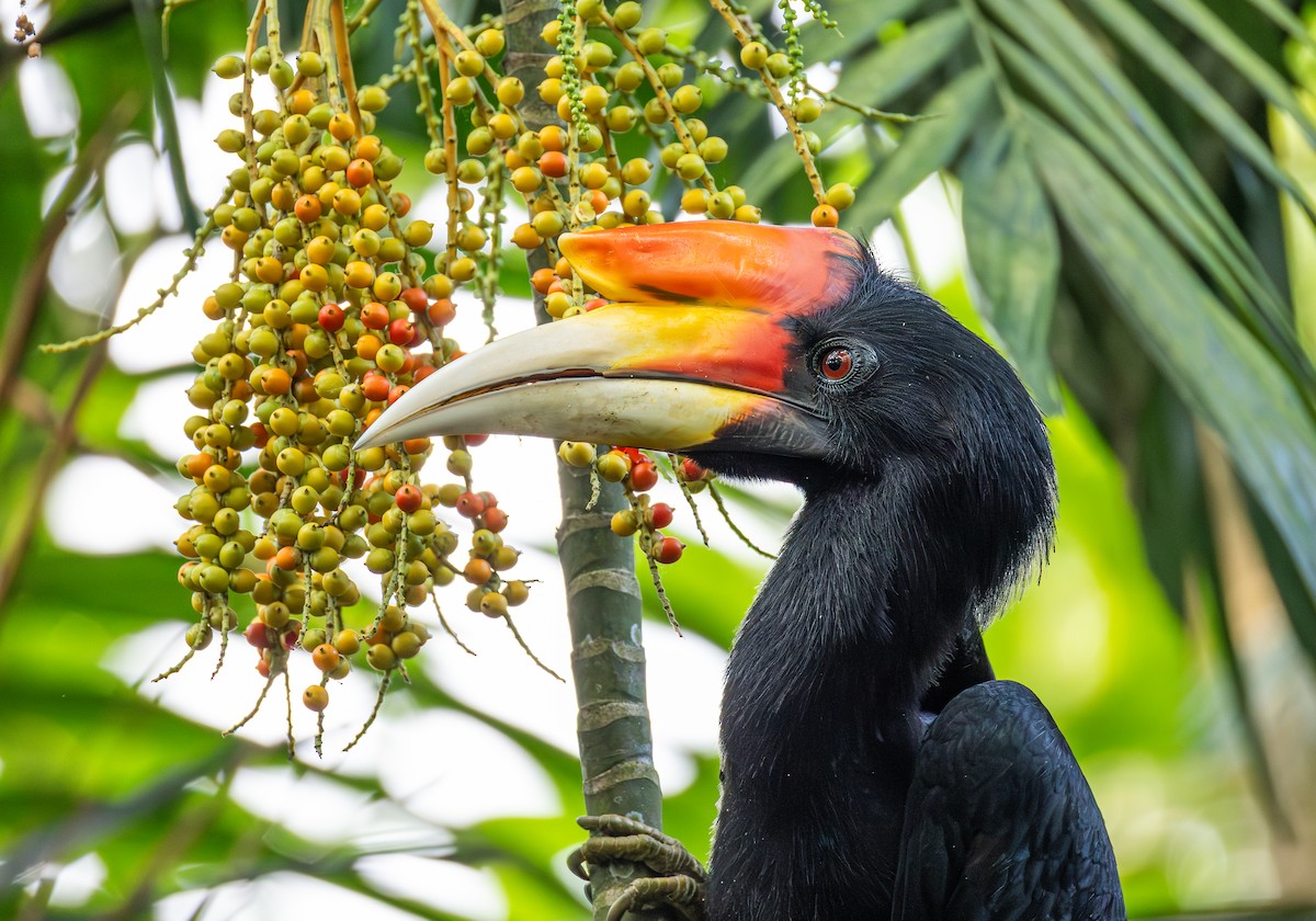 Calao rhinocéros - ML646886241