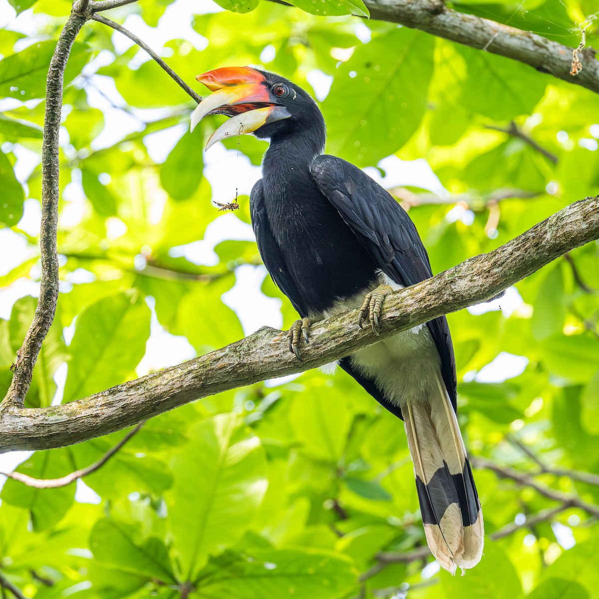 Calao rhinocéros - ML646886242