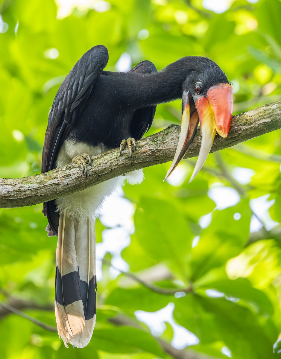 Calao rhinocéros - ML646886243