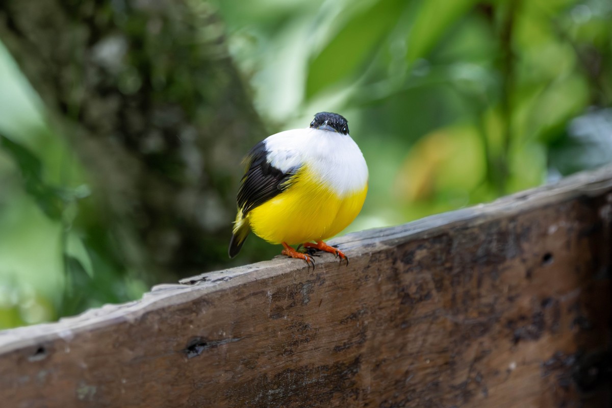 Белобородый манакин - ML646886245